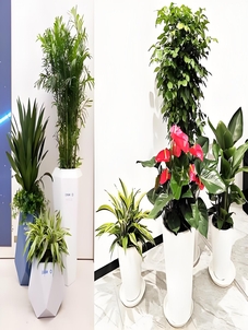 宁波杭州湾花木租赁公司，打造别样绿植景观